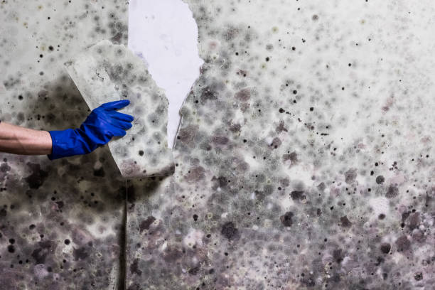 Best Black Mold Remediation in Chenango Bridge, NY